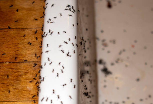 Best Insect Control  in Pikesville, MD